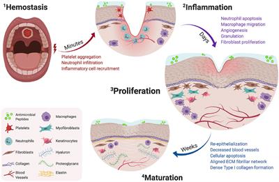 Revisited and innovative perspectives of oral ulcer: from biological specificity to local treatment